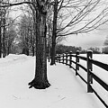 Fenceline in Winter