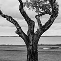 Oak Tree in Rockland